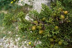 Juniperus phoenicea
