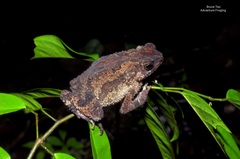 Ingerophrynus divergens