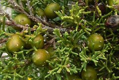 Juniperus phoenicea