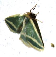 Mixocera frustratoria