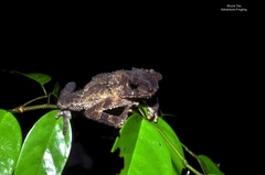 Ingerophrynus divergens