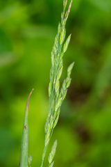 Poa sibirica