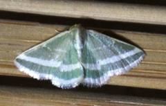 Mixocera frustratoria