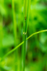 Poa sibirica