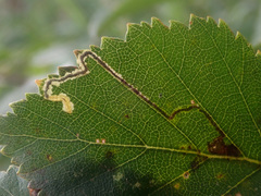 Stigmella confusella