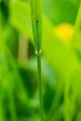 Poa sibirica