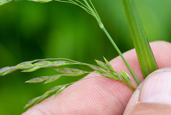 Poa sibirica
