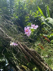 Papilionanthe