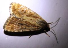 Heliocheilus stigmatia