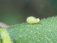 Caryomyia eumaris