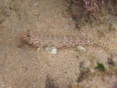 Istigobius decoratus