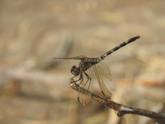 Dythemis velox