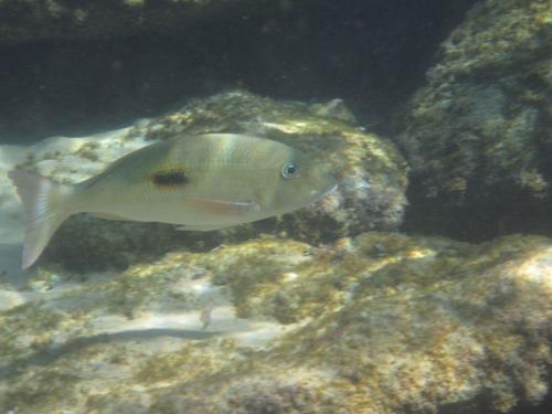 Lethrinus harak