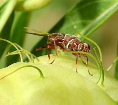 Didacus ciliatus