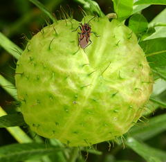 Didacus ciliatus