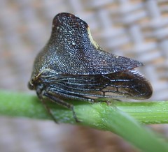 Telamona monticola