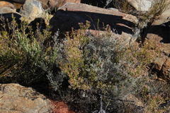 Erica verecunda