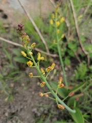 Eriospermum mackenii