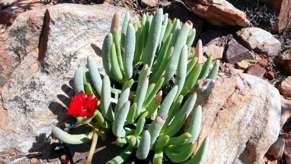 Cephalophyllum alstonii