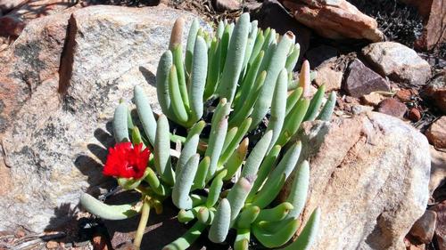 Red spike ice plant (Cephalophyllum alstonii)