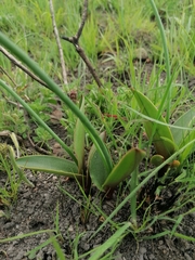 Eriospermum mackenii