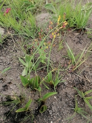 Eriospermum mackenii