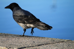 Corvus cornix