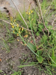 Eriospermum mackenii