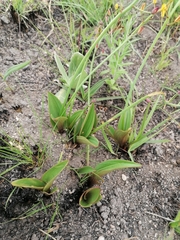 Eriospermum mackenii