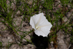 Ipomoea tenuiloba