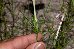 Ipomoea tenuiloba