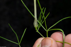 Ipomoea tenuiloba