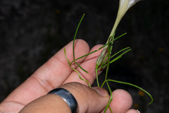 Ipomoea tenuiloba
