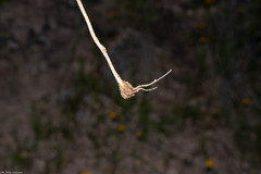 Ipomoea tenuiloba