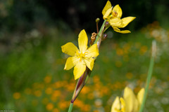 Sisyrinchium pringlei