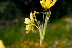 Sisyrinchium pringlei