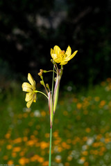 Sisyrinchium pringlei