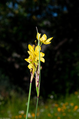 Sisyrinchium pringlei