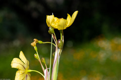 Sisyrinchium pringlei