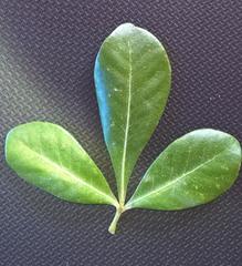 Searsia lucida lucida