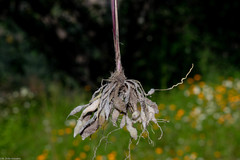 Sisyrinchium pringlei