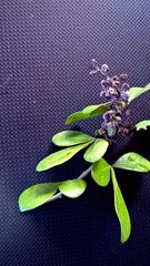 Searsia lucida lucida