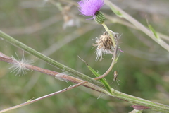 Tetragnatha dearmata