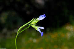 Salvia emaciata
