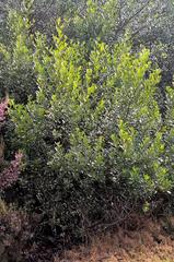 Searsia lucida lucida