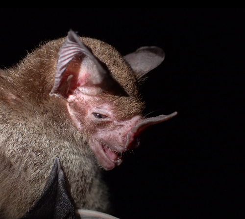Pale-faced Bat (Phylloderma stenops)
