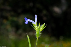 Salvia emaciata