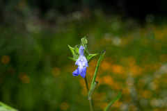 Salvia emaciata