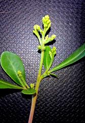 Searsia lucida lucida