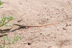 Acanthodactylus boskianus